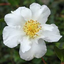 There are numerous cultivars available, including dwarf forms. Camellia Sasanqua Setsugekka