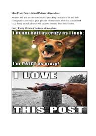 Please keep scrolling down for more. Pdf Most Crazy Funny Animal Pictures With Captions Crazy Funny Picture Of Animals With Captions Jenny Pencil Academia Edu