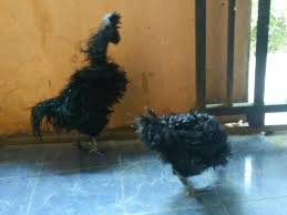 Sepasang Ayam Cemani Walik Kribo Nanas Siap In The Hoi Sepasang Ayam Cemani Walik Kribo Nanas Mirip Bob Marley Ayam Cemani Bob Marley Pekarangan Mengagumkan