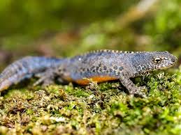 Molche Interessante Infos Nutzen Tipps Zur Ansiedeln Im Garten