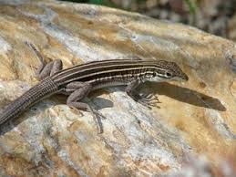 Primary foods are ants and beetles. Cnemidophorus Uniparens Desert Grassland Whiptail Discover Life