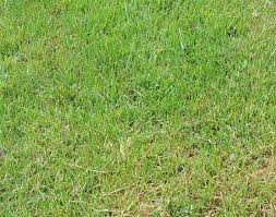 Maybe you would like to learn more about one of these? Controlling Zoysia Grass How To Keep Zoysia Out