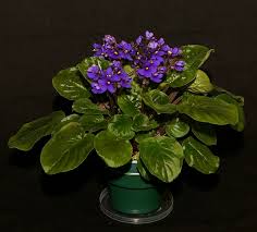 Image result for Saintpauliopsis lebrunii