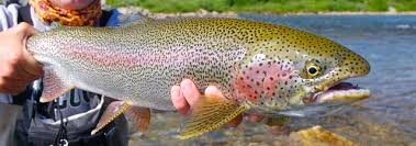 14 Healthiest Best Fish To Eat And 7 To Absolutely Steer Clear Of Rainbow Trout Fishing Rainbow Trout Rainbow Trout Picture