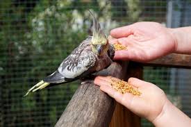 Check spelling or type a new query. 9 Best Foods For Cockatiels 2021 Reviews Top Picks Pet Keen
