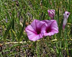 Image result for Ipomoea lapathifolia