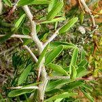 Image result for Gymnosporia senegalensis