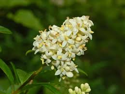 Image result for Oleaceae