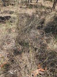 Image result for Arundinella nepalensis