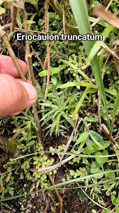 Image result for Eriocaulon truncatum