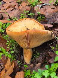 Image result for Lactarius mutabilis