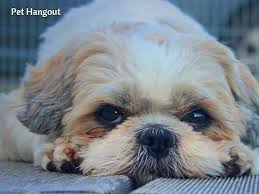 The chi tzu's coat comes in various colors, including brown, black, cream, white. The Shih Tzu Breed What You Need To Know