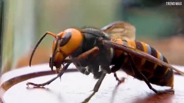 The Scariest Types of Insects in the World- http://bit.ly/2jQRjsm