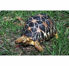 More images for indian star tortoise » Freshmarine Com Indian Star Tortoises Geochelone Elegans Buy Indian Star Tortoises Now And Save