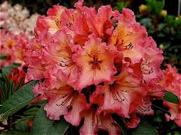 Rhododendrons First Year Plants Fire Rim Sappho And Red Walloper Three Plants Plants Season Plants Rhododendron