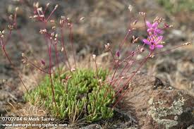 Image result for Talinum tenuissimum