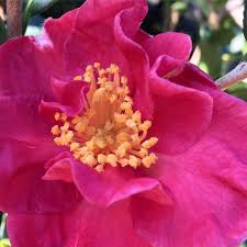 Early Camellia Sasanqua Blooms This One Is Midnight Lover Name Kinda Fits Huh Justlovely Greenvillegardening Yeahthatgreenville Yeahthatm Autumn Garden