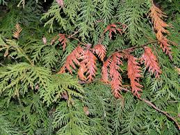 Image result for didymascella thujina