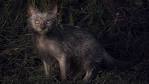 Lykoi: The “Werewolf Cat” | PetMD