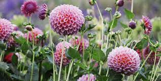 Sweet william comes in white, pink, purple and red and grows in beautiful clusters. 30 Pink Flowers For Gardens Perennials Annuals With Pink Blossoms