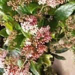 Image result for Rogiera amoena