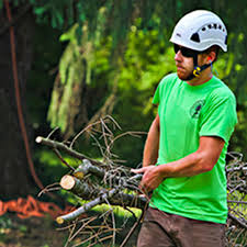 A standard of trunk measurement for replacement trees. Trees Forests And Landscapes St Louis Mo