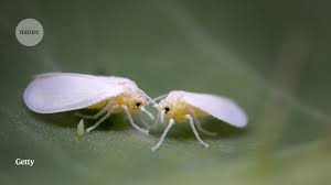 As reported by the daily mail First Known Gene Transfer From Plant To Insect Identified