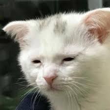 Stream Héctor Cabello music