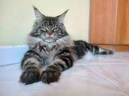 Pin On Cute Kitties Pooches Others