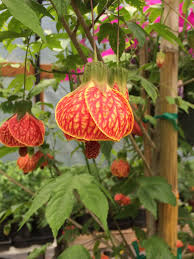 Image result for Abutilon grantii