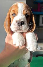 Image result for bígl