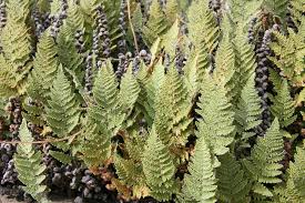 Image result for Cheilanthes