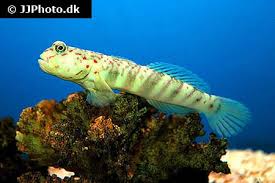 Image result for Coptosperma zygoon