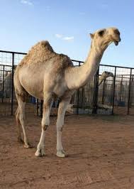 The baby camel from dubai. Young Male Camel Sold For Dh8 Million Offbeat Crazy World Emirates24 7