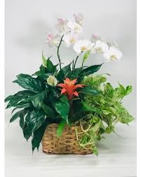 Shop proflowers® & send fresh flowers to loved ones in atlanta! Plants Delivery Atlanta Ga Peachtree Flowers