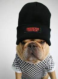 Frenchie Things Beanie Frenchie Dog Clothes Diy Frenchie Fashion
