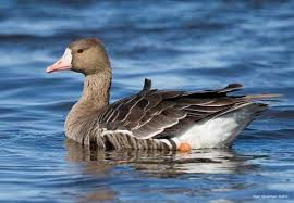 It is named for the patch of white feathers bordering the base of its bill, in fact albifrons comes from the latin albus white and frons forehead . White Fronted Goose Types Of Ducks Geese
