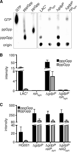Music can used to help students recall important details to main ideas and many learners have made songs out of information when a list of items must be learned. Cross Talk Between Two Nucleotide Signaling Pathways In Staphylococcus Aureus Journal Of Biological Chemistry