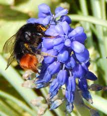 Flower Pollination How Flowers Are Pollinated And How They Attract Their Target Pollinators Diagrams And Information Describ Bees Plants Plants Uk Flowers Uk