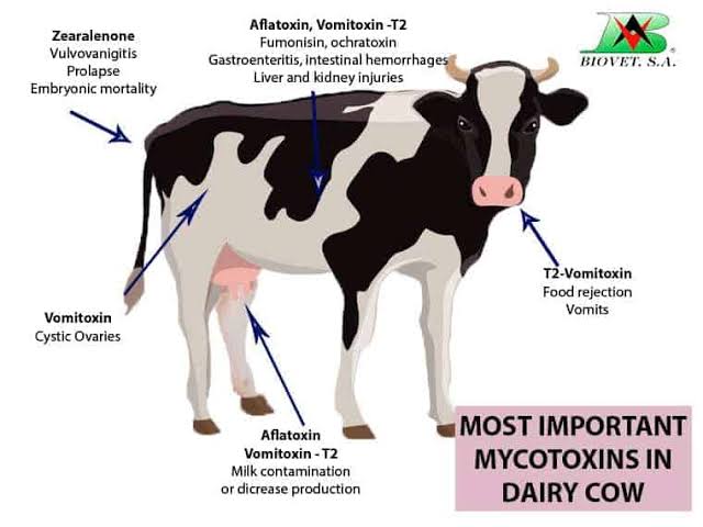 Impacto de las micotoxinas en la producción lechera - Veterinaria Digital - Avicultura, Porcicultura, Rumiantes y Acuicultura