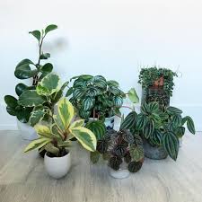 While they don't typically produce fancy flowers (instead producing pale. Peperomia Varieties Peperomia Plant Plants Peperomia