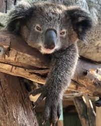 australia on instagram we all have that one mate who has no concept of personal space zookeeper chad spotted this joey koala parks in sydney koala bear