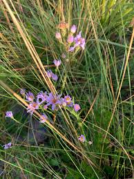 Image result for Rhynchosia holosericea