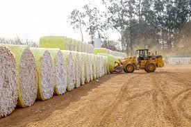 Colheita De Algodao Descubra As Principais Formas Agropos