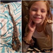 Owner shares their pet cornsnake's growth