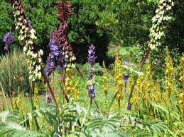 Image result for Wachendorfia