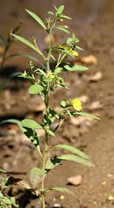 Image result for Ludwigia leptocarpa