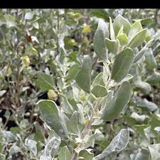 Image result for Atriplex halimus