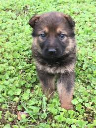 Black And Tan Puppies German Shepherd Akc German Shepherd Puppies Akc German Shepherd Puppies 5 Weeks Old Ready 5 13 17 Color Sable B German Shepherd Dogs German Shepherd Puppies German Shepherd
