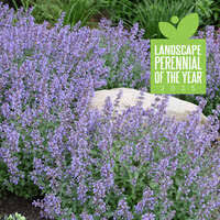 Image result for Sporobolus molleri